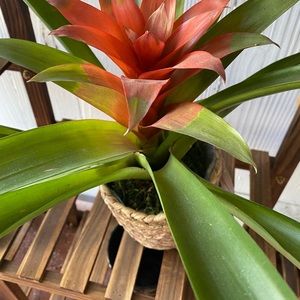 Meet your Posher, Reza